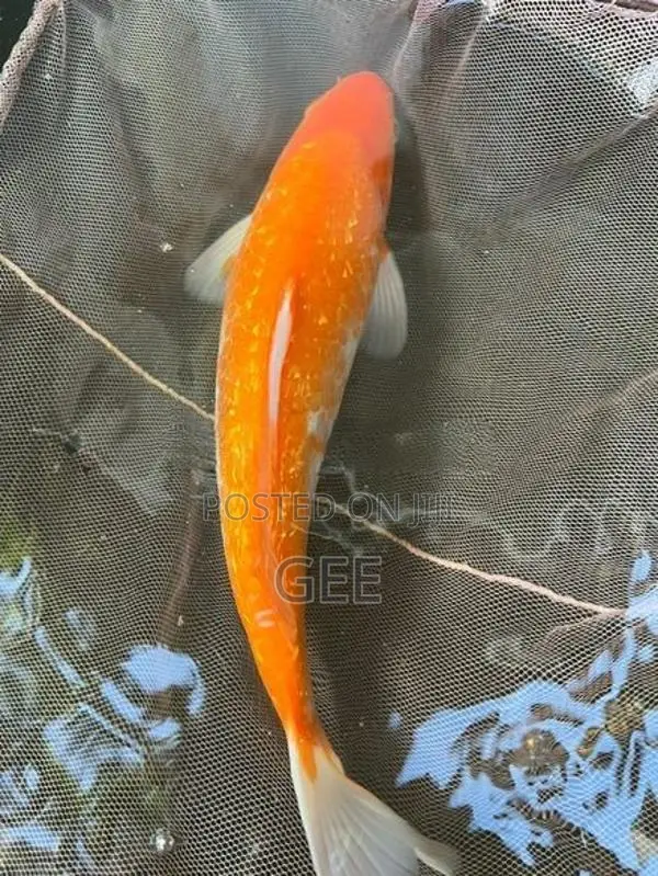 1 Feet Koi