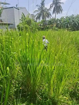 Land for Sale Mount Lavinia