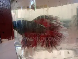 Betta fish