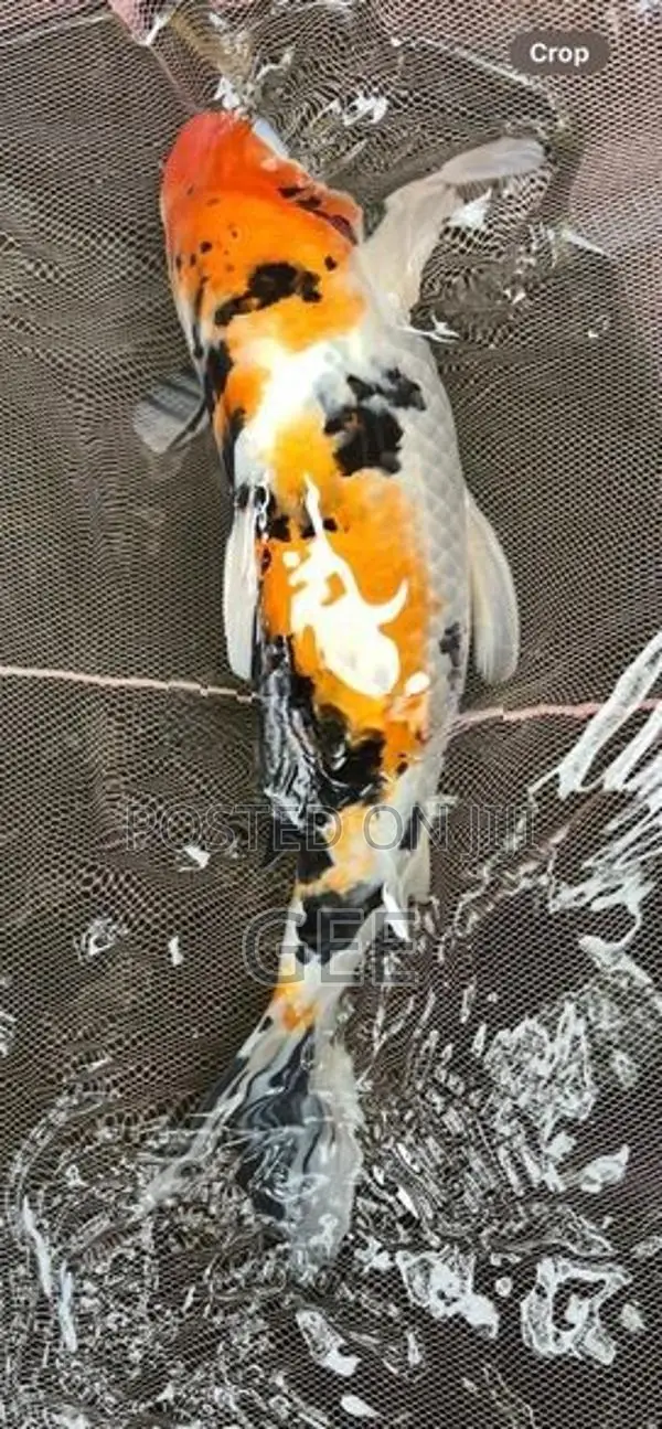 1 Feet Koi