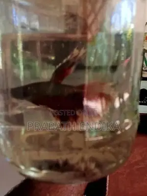 Betta fish
