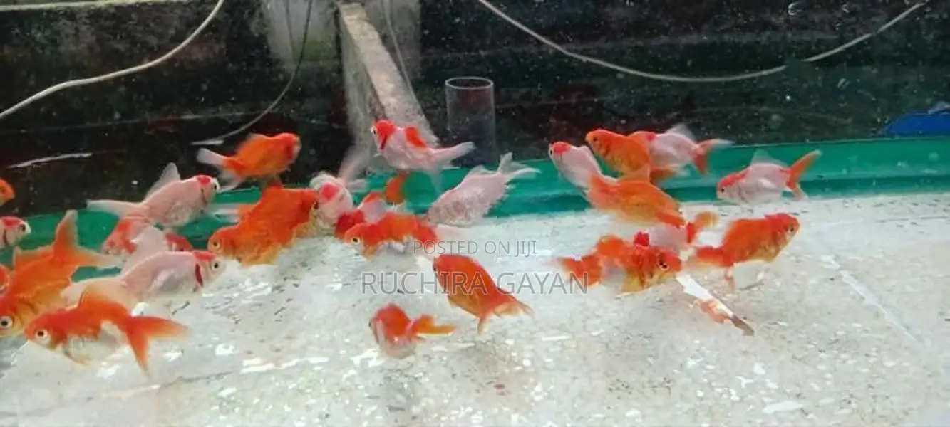 Oranda RedCap Fish