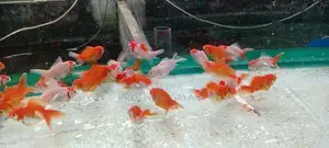 Oranda RedCap Fish