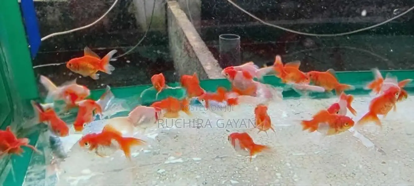 Oranda RedCap Fish