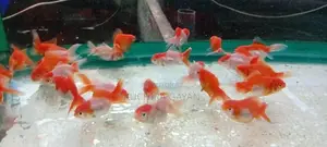 Oranda RedCap Fish