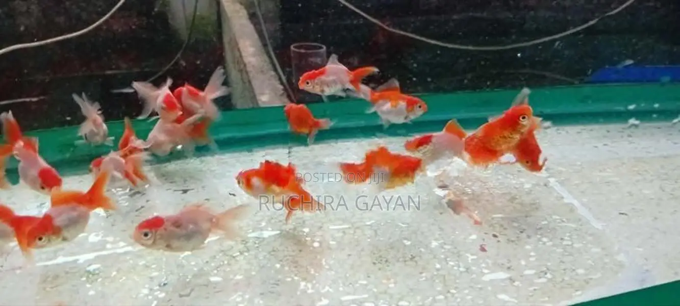 Oranda RedCap Fish