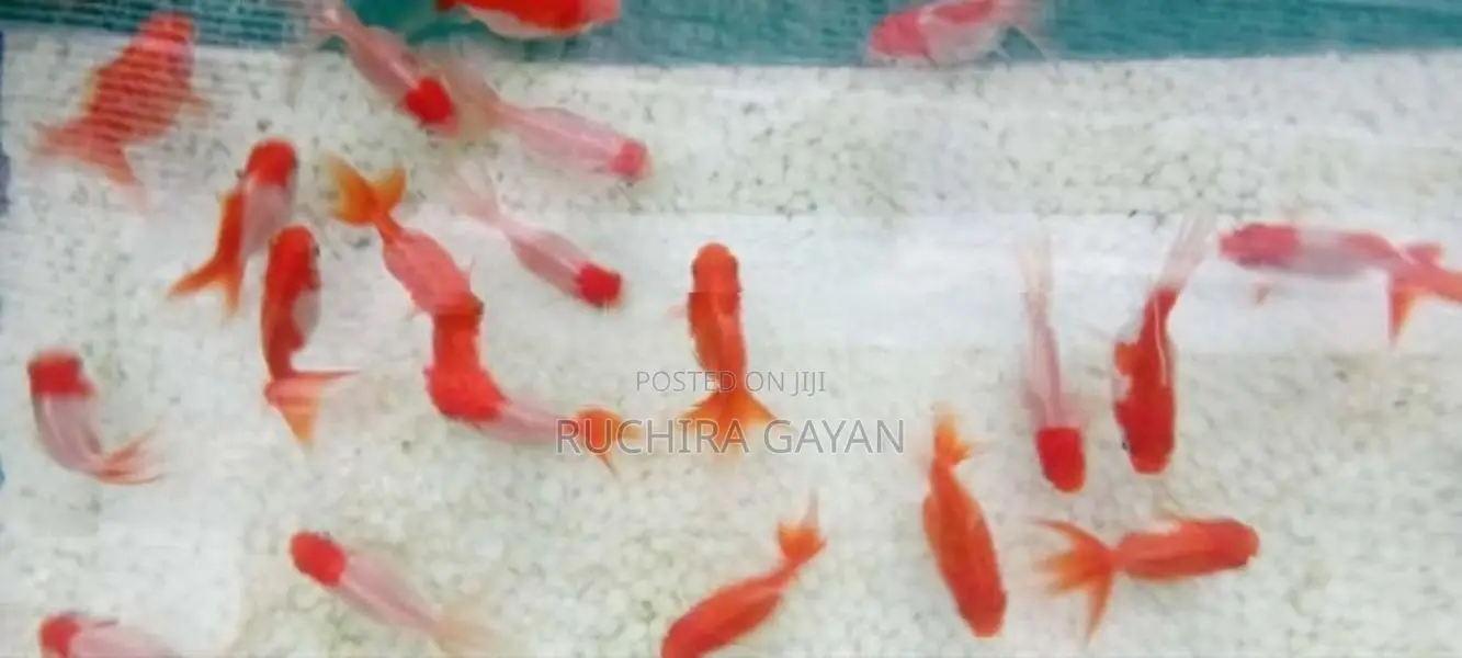 Oranda RedCap Fish