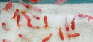 Oranda RedCap Fish