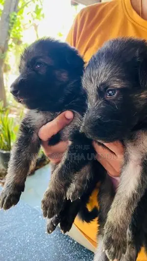 German Shepherd Puppy