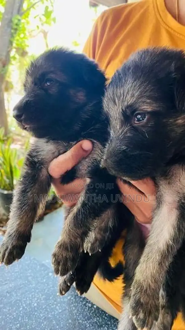 German Shepherd Puppy