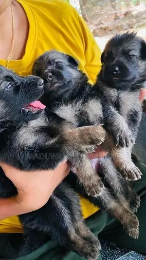 German Shepherd Puppy