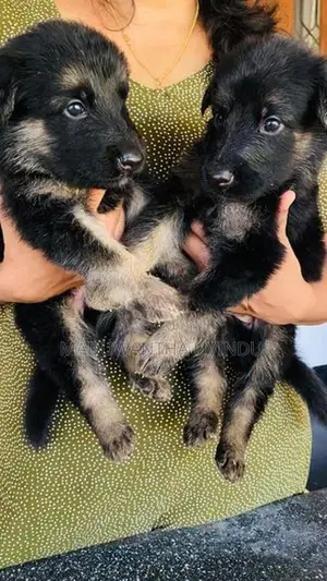 German Shepherd Puppy