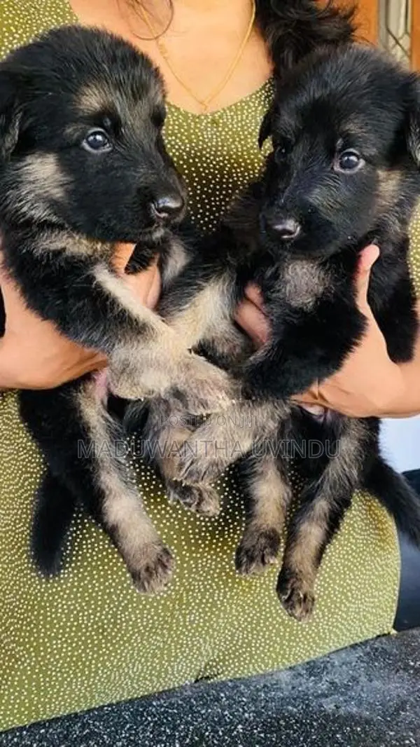 German Shepherd Puppy
