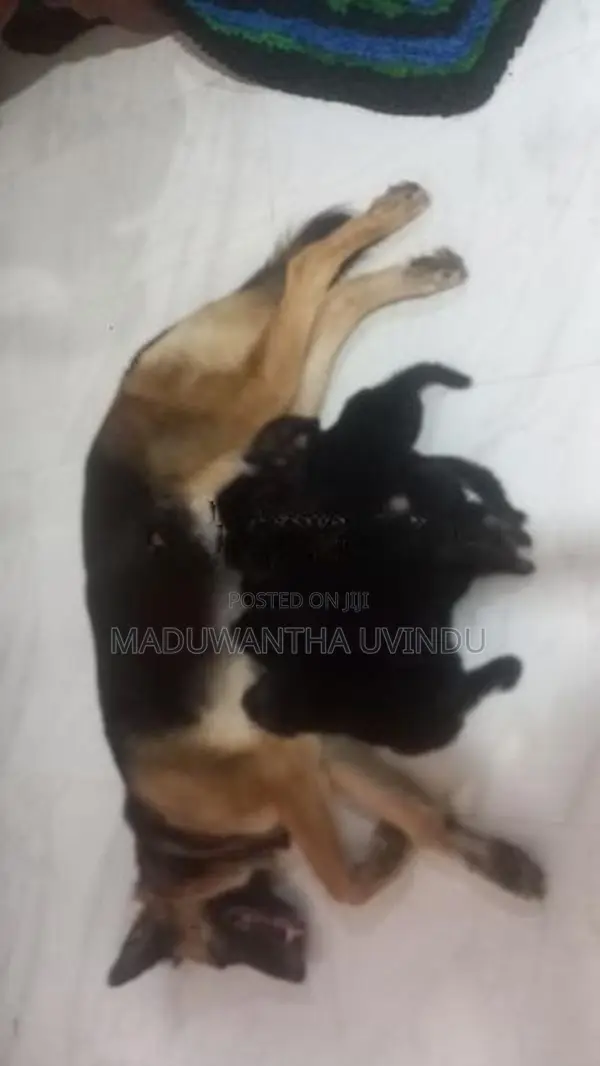 German Shepherd Puppy