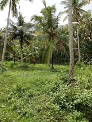Kuliyapitiya 6 Acres Coconut Land for Sale