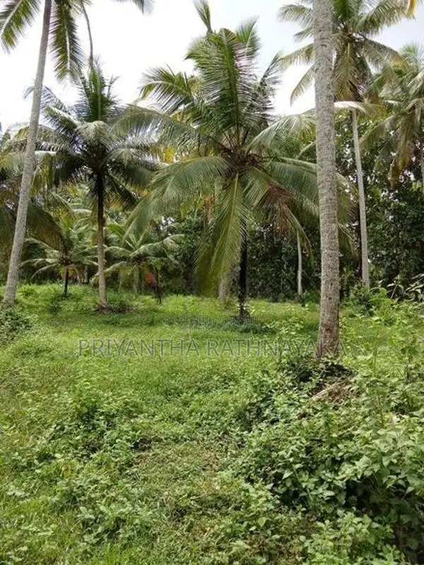 Kuliyapitiya 6 Acres Coconut Land for Sale