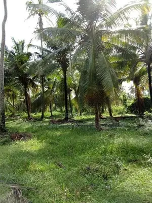 Kuliyapitiya 6 Acres Coconut Land for Sale