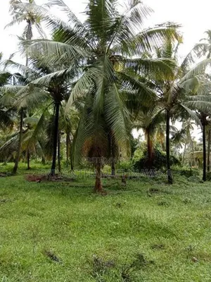 Kuliyapitiya 6 Acres Coconut Land for Sale