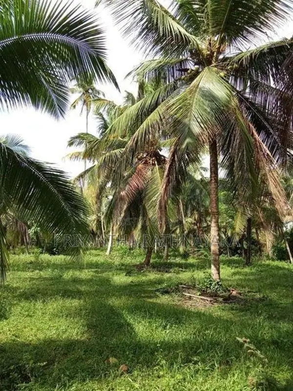 Kuliyapitiya 6 Acres Coconut Land for Sale