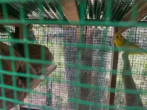 breeding love birds