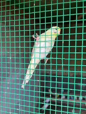 breeding love birds