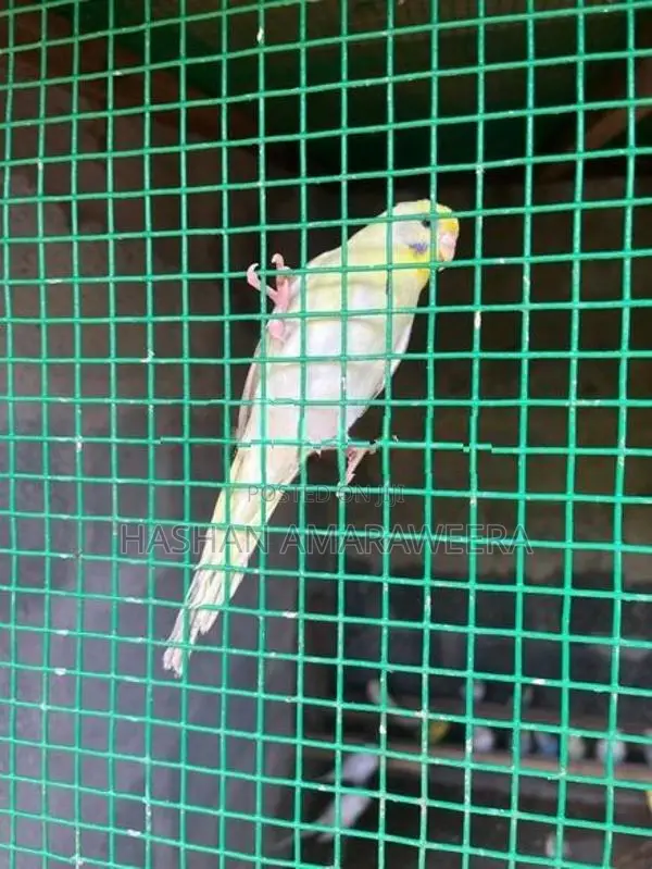 breeding love birds