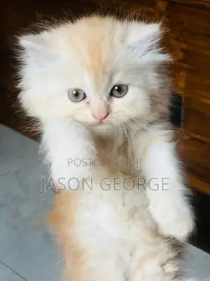 Persian Kitten