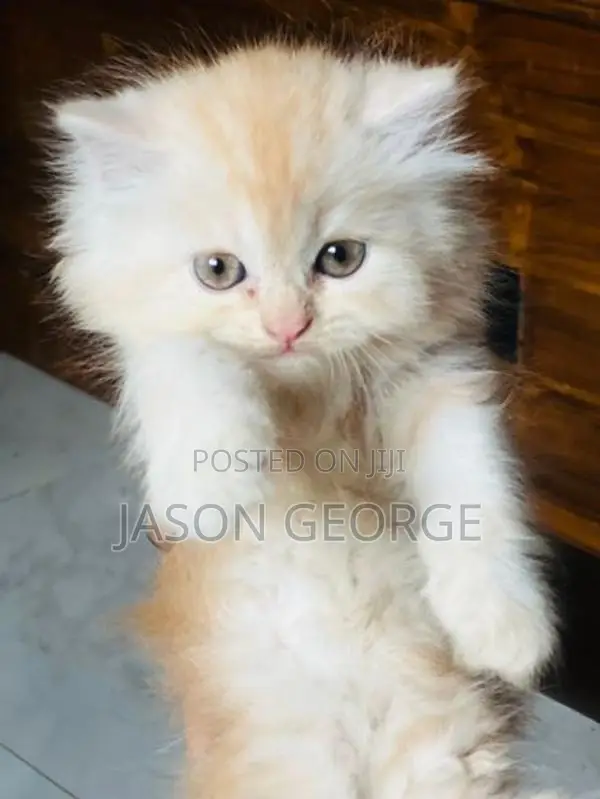 Persian Kitten