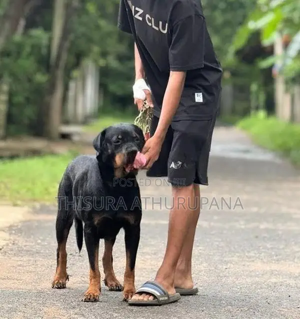 Rottweiler ගැහැණු