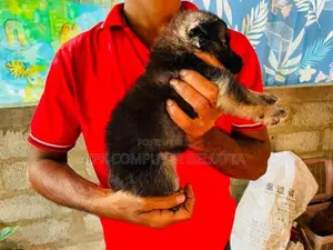 ජර්මන් ශර්පට් පැටවුන්