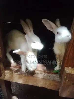 Rabbits