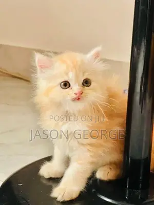 Persian Kitten
