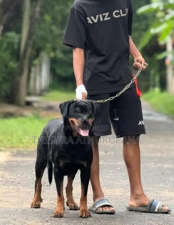 Rottweiler ගැහැණු