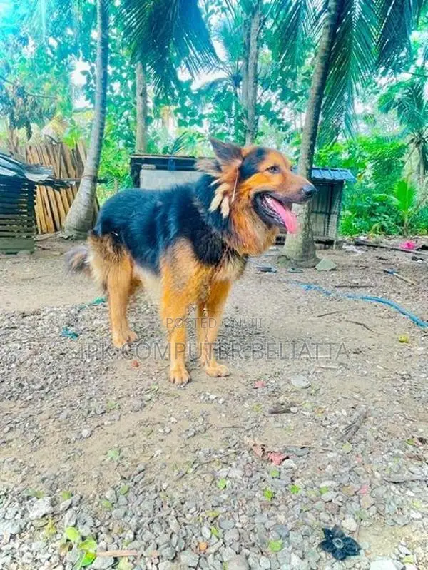 ජර්මන් ශර්පට් පැටවුන්