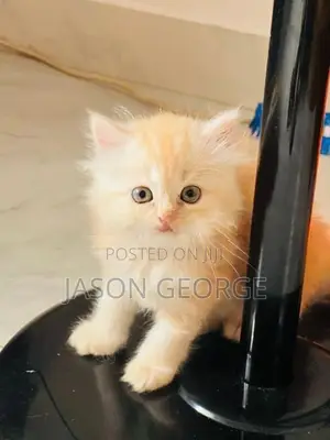 Persian Kitten