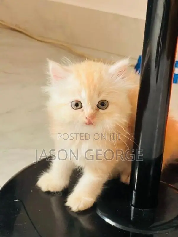 Persian Kitten