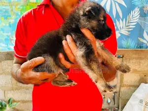 ජර්මන් ශර්පට් පැටවුන්
