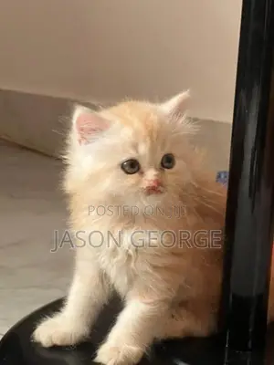 Persian Kitten