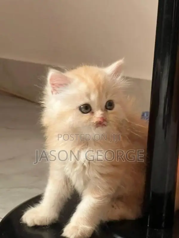 Persian Kitten