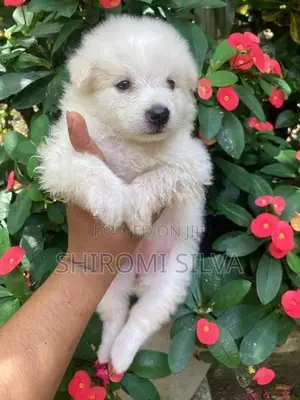 Japanese spitz