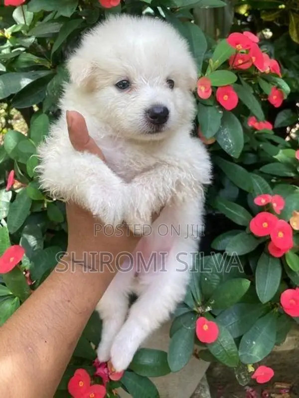 Japanese spitz