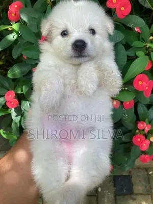 Japanese spitz