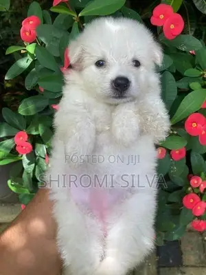 Japanese spitz