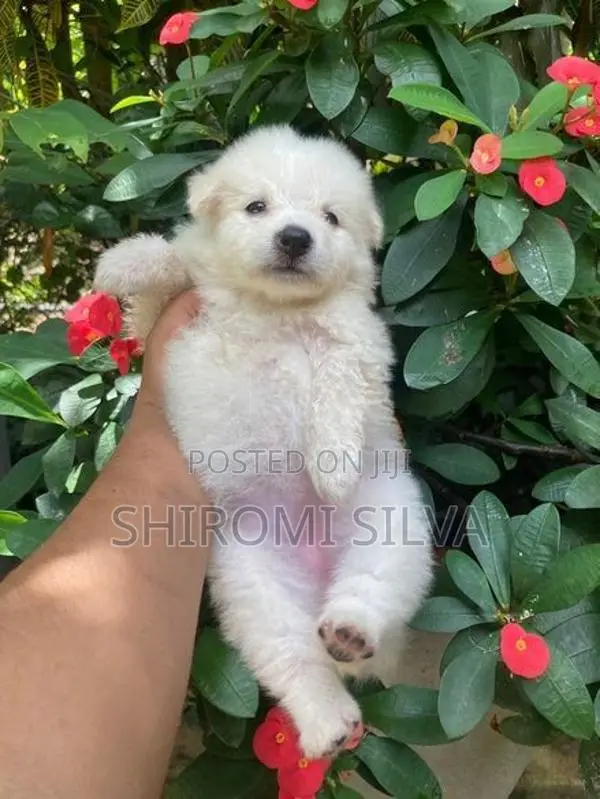 Japanese spitz