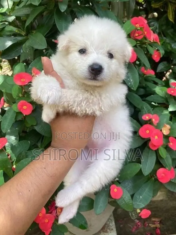 Japanese spitz
