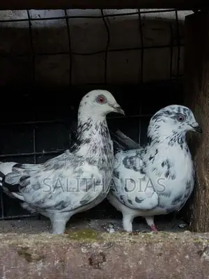 Pigeons