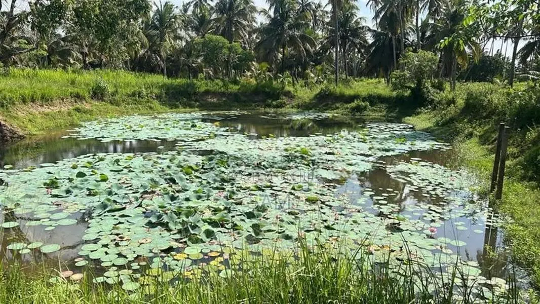 Coconut Land for Sale in Mundalama