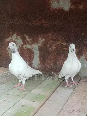Pigeons