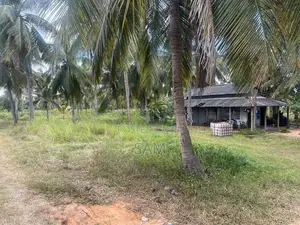 Coconut Land for Sale in Mundalama