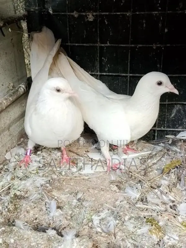 Pigeons